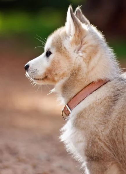 hdasrotuisten siperianhuskyjen pennut | Foto 6