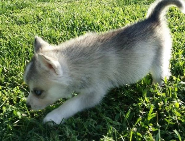 hdasrotuisten siperianhuskyjen pennut | Foto 5