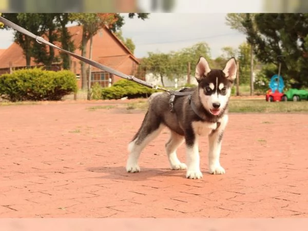hdasrotuisten siperianhuskyjen pennut