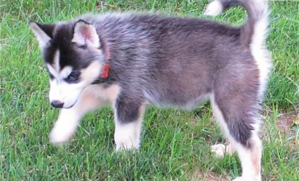 hdasrotuisten siperianhuskyjen pennut | Foto 3