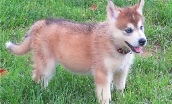 hdasrotuisten siperianhuskyjen pennut | Foto 2