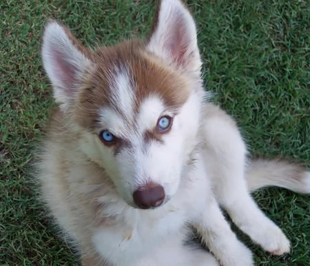 hdasrotuisten siperianhuskyjen pennut | Foto 1