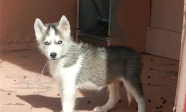 hdasrotuisten siperianhuskyjen pennut | Foto 0