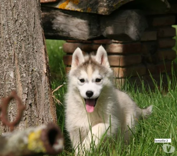 Siperianhuskyn pennut | Foto 4