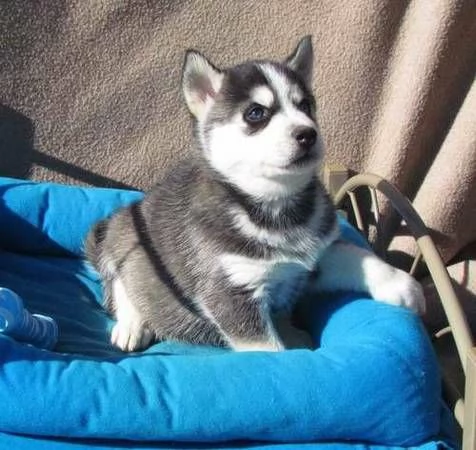 Siperianhuskyn pennut | Foto 2