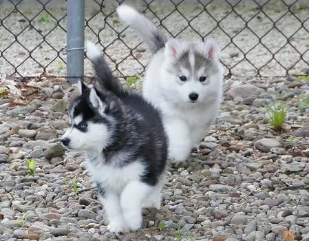 Siperianhuskyn pennut