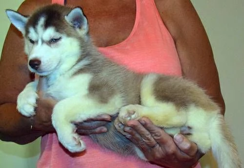 Siperianhuskyn pennut | Foto 1