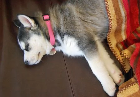 Siperianhuskyn pennut | Foto 0