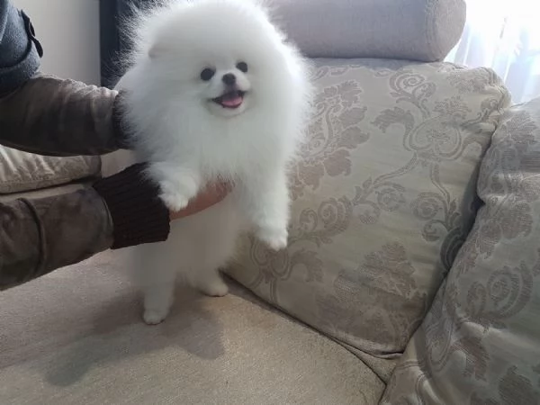 Cuccioli di Spitz nano tedesco