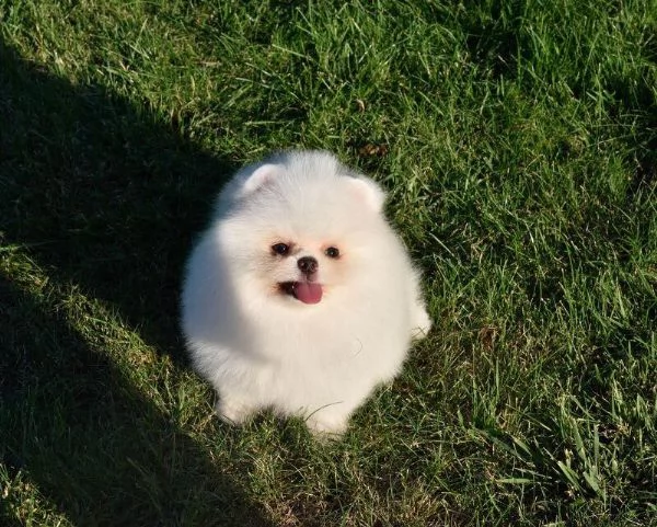 Cuccioli di Pomerania nani | Foto 0