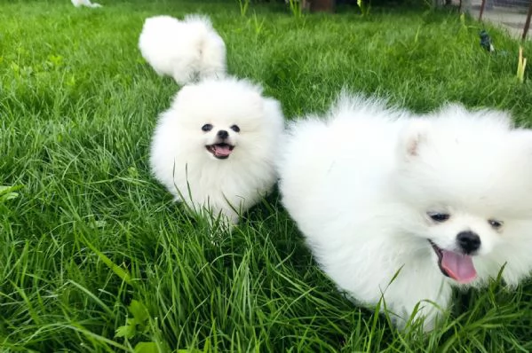 Cuccioli di Pomerania per l'adozione!!!
