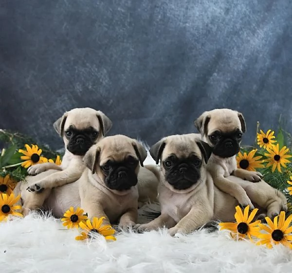 Affascinanti cuccioli di Carlino fulvi