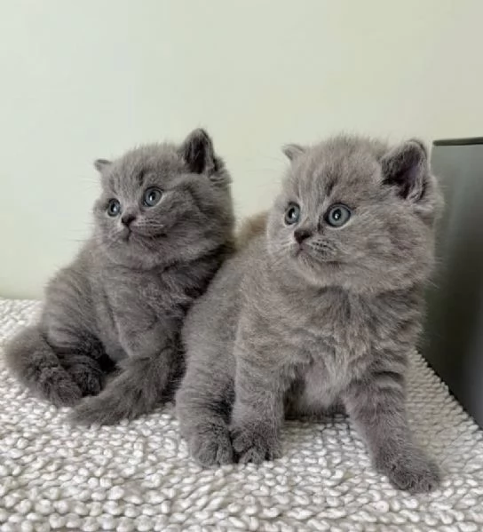  Gattini di British Shorthair grigi pronti da subito