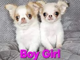 @@cuccioli di chihuahua pelo corto e pelo lungo disponibili 