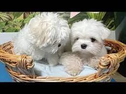  Splendidi cuccioli di maltese bianchi pronti per una casa amorevole%% | Foto 0