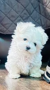  Splendidi cuccioli di maltese bianchi pronti per una casa amorevole%%