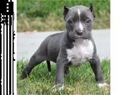 @@cuccioli di Pitbull maschio e femmina | Foto 0