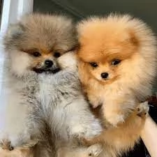 @@ Pomeranian cuccioli maschio e femmina 