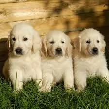 @@ golden retriever color oro, i cuccioli hanno | Foto 0