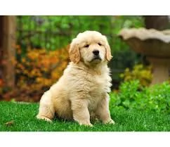 @@ golden retriever color oro, i cuccioli hanno