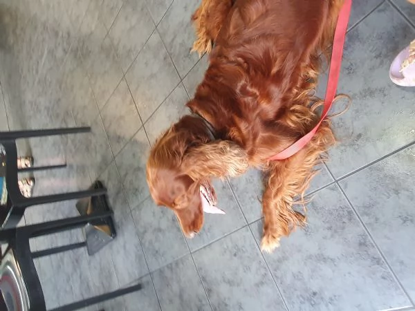 Cuccioli setter irlandese con pedigree 