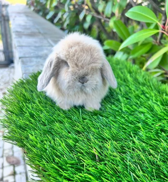 Minilop da allevamento serio