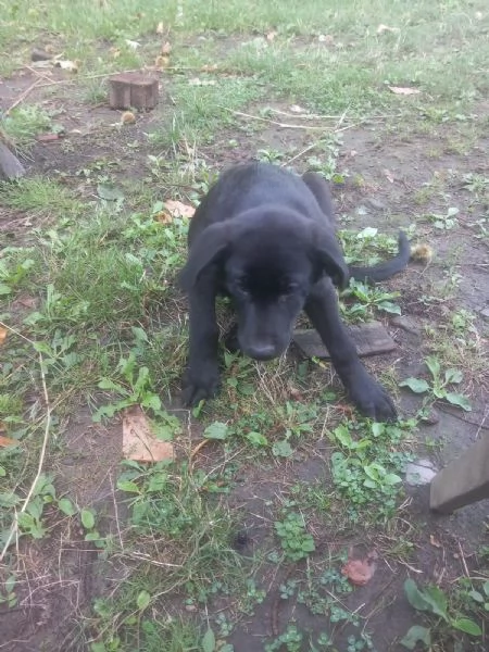 Regalo cucciolo  | Foto 4