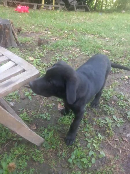 Regalo cucciolo  | Foto 3