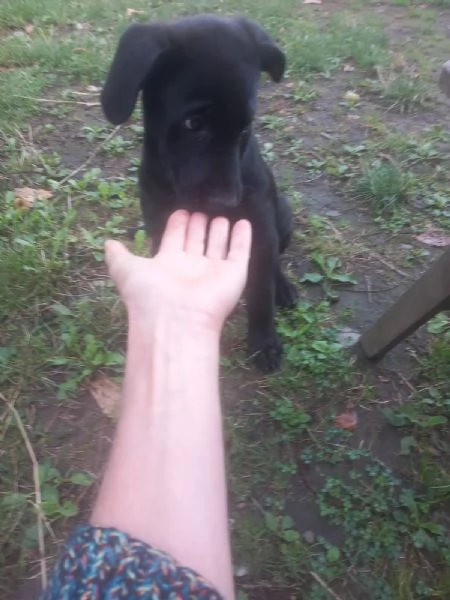 Regalo cucciolo  | Foto 2