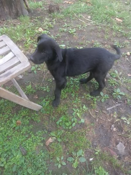 Regalo cucciolo  | Foto 1