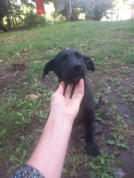 Regalo cucciolo  | Foto 0