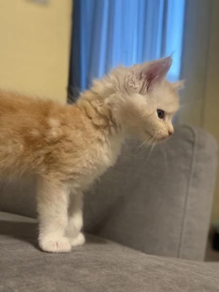 Mainecoon  | Foto 1