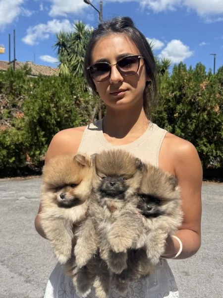 Spitz tedesco nano | Foto 3