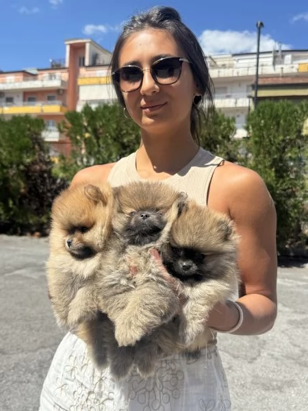 Spitz tedesco nano | Foto 2