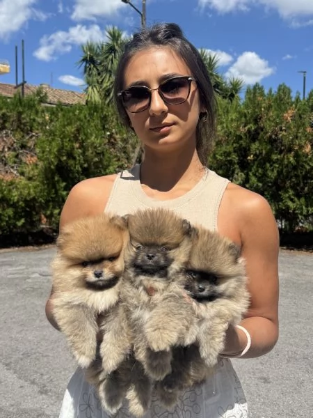 Spitz tedesco nano | Foto 0