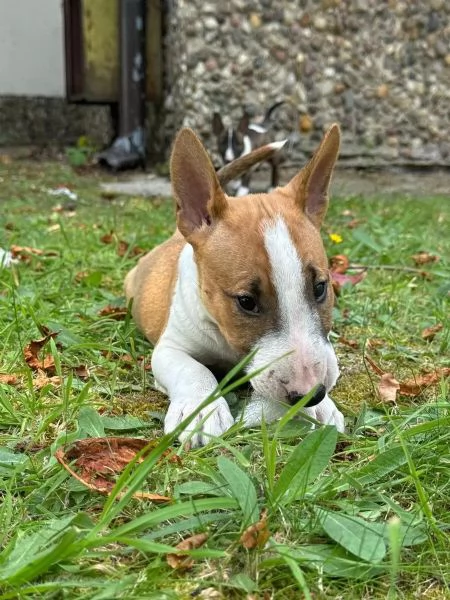 Upeita kääpiöbullterrierin pentuja lahjoittavaksi | Foto 3