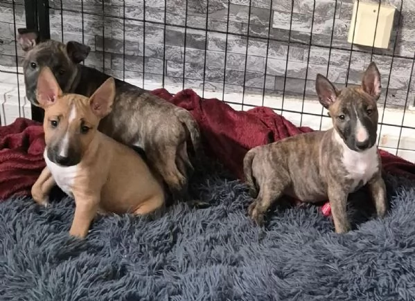 Upeita kääpiöbullterrierin pentuja lahjoittavaksi | Foto 2
