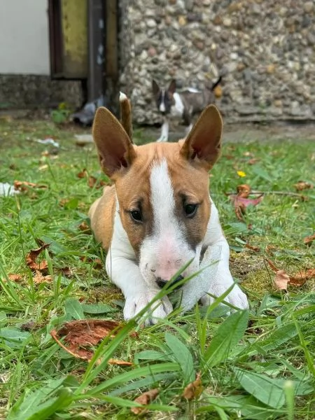 Upeita kääpiöbullterrierin pentuja lahjoittavaksi | Foto 1