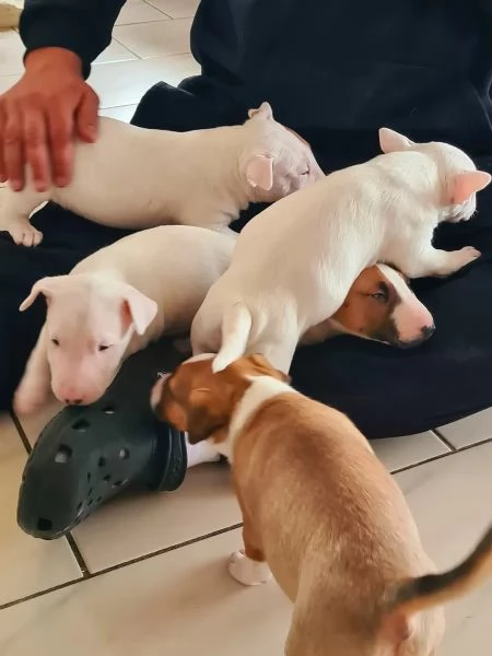 Upeita kääpiöbullterrierin pentuja lahjoittavaksi