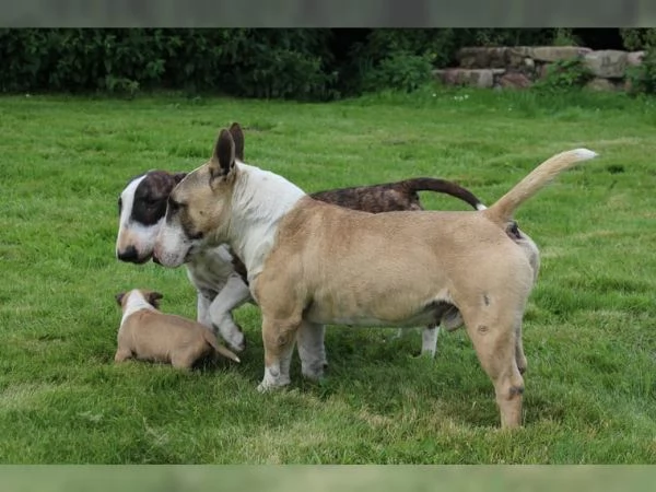 Upeita kääpiöbullterrierin pentuja lahjoittavaksi | Foto 0