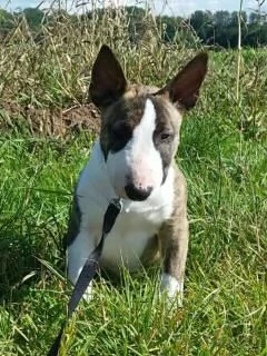 Puhdasrotuisia kääpiöbullterrierin pentuja | Foto 4