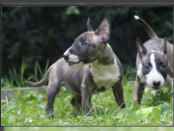 Puhdasrotuisia kääpiöbullterrierin pentuja | Foto 3