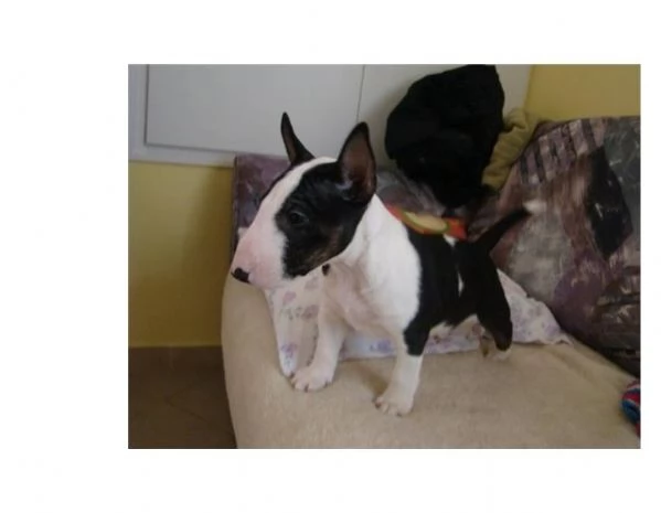 Puhdasrotuisia kääpiöbullterrierin pentuja | Foto 2