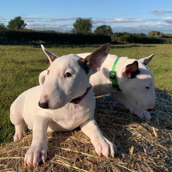 Puhdasrotuisia kääpiöbullterrierin pentuja | Foto 1