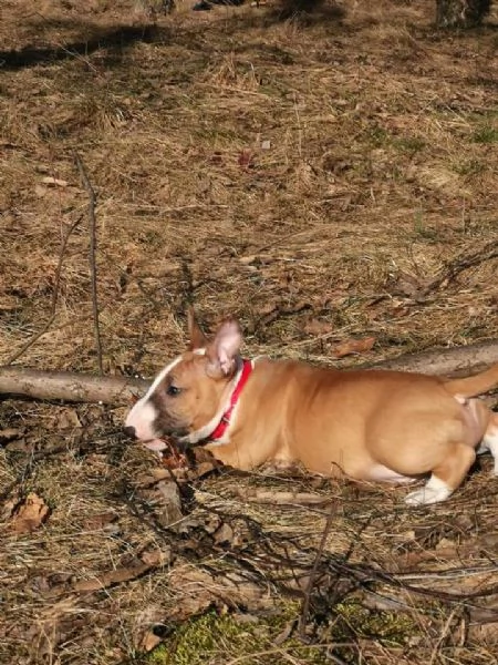 Puhdasrotuisia kääpiöbullterrierin pentuja | Foto 0