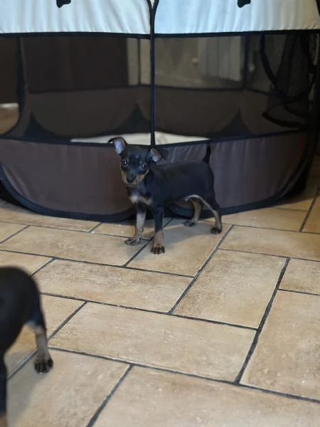 Pinscher taglia piccolissima vendo 