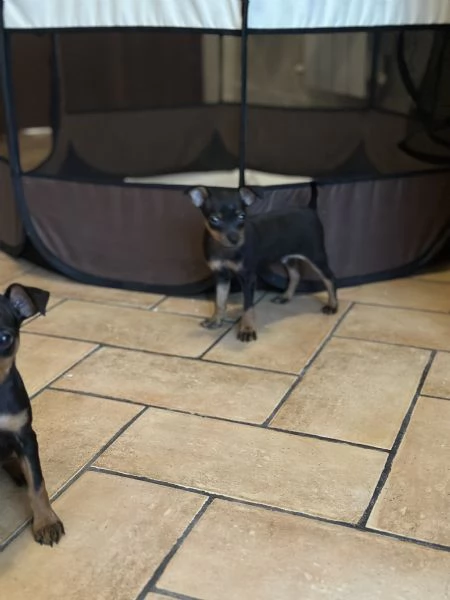 Pinscher taglia piccolissima vendo  | Foto 4