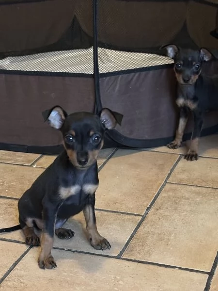 Pinscher taglia piccolissima vendo  | Foto 3