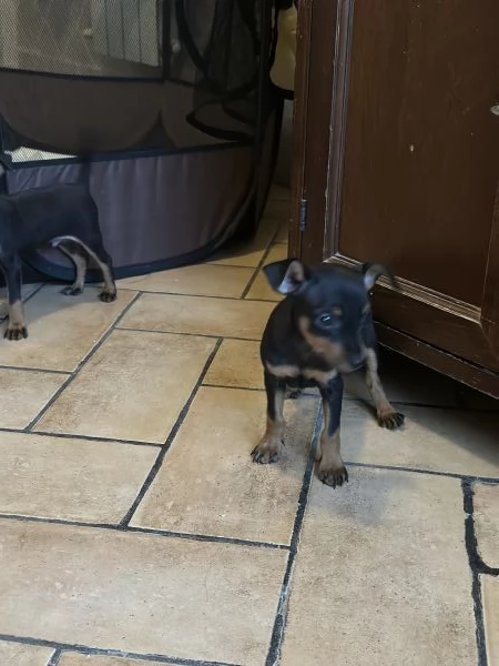 Pinscher taglia piccolissima vendo  | Foto 2