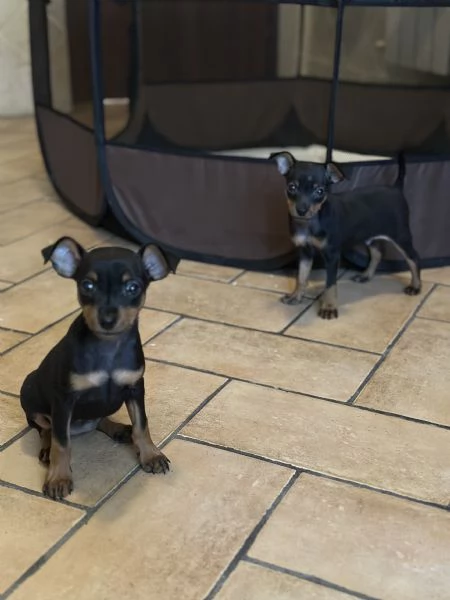 Pinscher taglia piccolissima vendo  | Foto 1